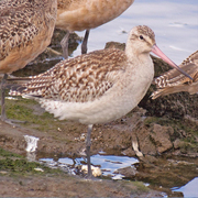 Note pale color, defined supercilium, and long primary projection. Note pale color, defined supercilium, and long primary projection.