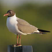 Adult breeding Adult breeding