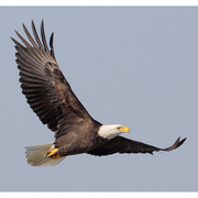 Adult Adult