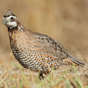 Male. Note: white throat/eyebrow with dark outline. Male. Note: white throat/eyebrow with dark outline.