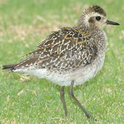 Adult winter plumage. Adult winter plumage.