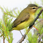 Note: yellowish throat and darker gray crown. Note: yellowish throat and darker gray crown.