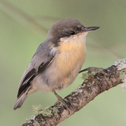 Adult Adult