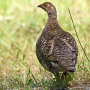 Female Female