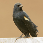 Male Male