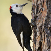 Male. Note: red nape. Male. Note: red nape.