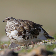 Breeding plumage Breeding plumage