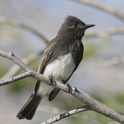 Note: all dark head and white belly. Note: all dark head and white belly.