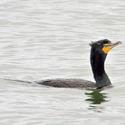 Bird of the week image