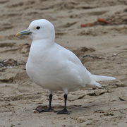 Adult Adult