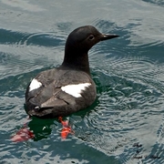 Adult breeding plumage. Adult breeding plumage.