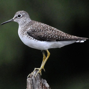 Note white speckled back, yellow legs, white belly, and white eyering. Note white speckled back, yellow legs, white belly, and white eyering.